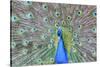 Peacock (Pavo Cristatus), Sequim, Olympic Peninsula, Washington, United States of America-Richard Maschmeyer-Stretched Canvas