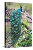 Peacock Perching on a Branch, Kanha National Park, Madhya Pradesh, India-null-Stretched Canvas