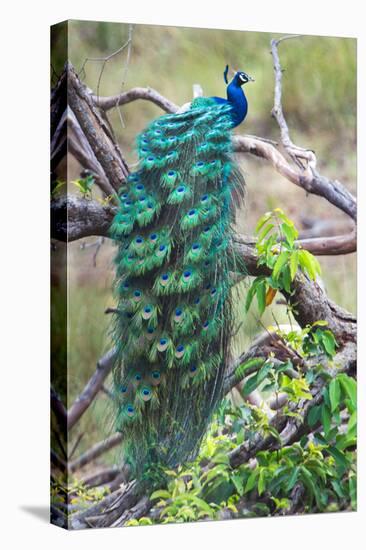 Peacock Perching on a Branch, Kanha National Park, Madhya Pradesh, India-null-Stretched Canvas