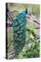 Peacock Perching on a Branch, Kanha National Park, Madhya Pradesh, India-null-Stretched Canvas