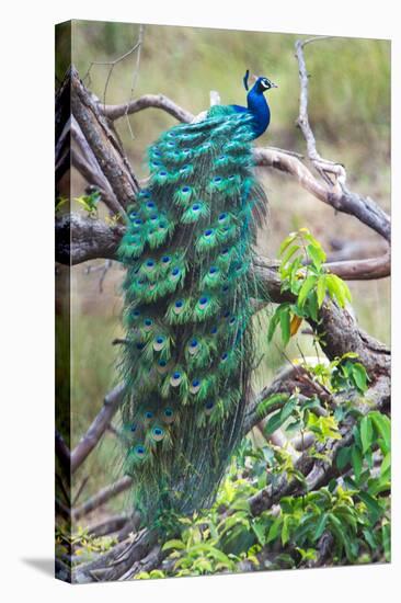 Peacock Perching on a Branch, Kanha National Park, Madhya Pradesh, India-null-Stretched Canvas