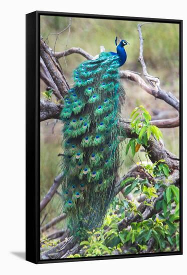 Peacock Perching on a Branch, Kanha National Park, Madhya Pradesh, India-null-Framed Stretched Canvas
