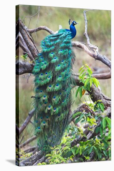 Peacock Perching on a Branch, Kanha National Park, Madhya Pradesh, India-null-Stretched Canvas
