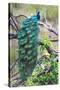 Peacock Perching on a Branch, Kanha National Park, Madhya Pradesh, India-null-Stretched Canvas