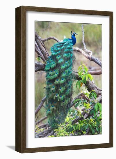 Peacock Perching on a Branch, Kanha National Park, Madhya Pradesh, India-null-Framed Photographic Print