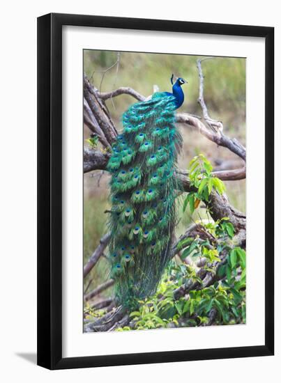 Peacock Perching on a Branch, Kanha National Park, Madhya Pradesh, India-null-Framed Photographic Print