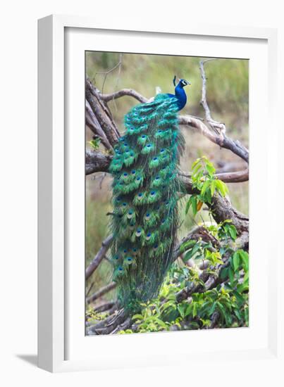 Peacock Perching on a Branch, Kanha National Park, Madhya Pradesh, India-null-Framed Photographic Print