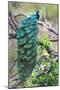 Peacock Perching on a Branch, Kanha National Park, Madhya Pradesh, India-null-Mounted Photographic Print