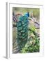 Peacock Perching on a Branch, Kanha National Park, Madhya Pradesh, India-null-Framed Photographic Print