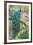 Peacock Perching on a Branch, Kanha National Park, Madhya Pradesh, India-null-Framed Photographic Print