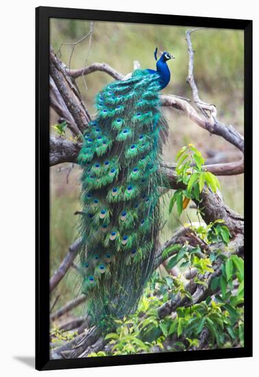 Peacock Perching on a Branch, Kanha National Park, Madhya Pradesh, India-null-Framed Photographic Print