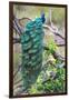 Peacock Perching on a Branch, Kanha National Park, Madhya Pradesh, India-null-Framed Premium Photographic Print