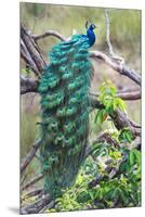 Peacock Perching on a Branch, Kanha National Park, Madhya Pradesh, India-null-Mounted Premium Photographic Print