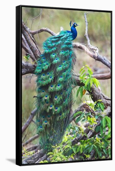 Peacock Perching on a Branch, Kanha National Park, Madhya Pradesh, India-null-Framed Stretched Canvas