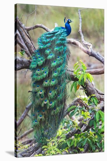 Peacock Perching on a Branch, Kanha National Park, Madhya Pradesh, India-null-Stretched Canvas