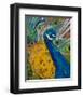 Peacock Plumage-null-Framed Art Print