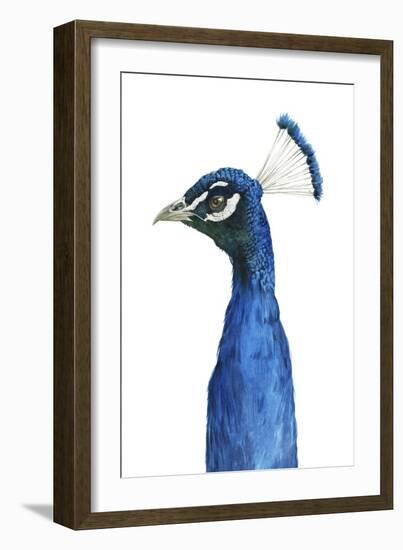 Peacock Portrait II-Grace Popp-Framed Art Print