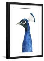 Peacock Portrait II-Grace Popp-Framed Art Print