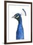 Peacock Portrait II-Grace Popp-Framed Art Print