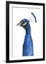 Peacock Portrait II-Grace Popp-Framed Art Print