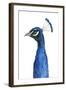 Peacock Portrait II-Grace Popp-Framed Art Print