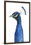 Peacock Portrait II-Grace Popp-Framed Art Print