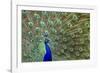 Peacock Proud-Galloimages Online-Framed Photographic Print