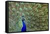 Peacock Proud-Galloimages Online-Framed Stretched Canvas