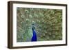 Peacock Proud-Galloimages Online-Framed Photographic Print