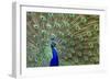 Peacock Proud-Galloimages Online-Framed Photographic Print