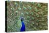 Peacock Proud-Galloimages Online-Stretched Canvas