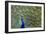 Peacock Proud-Galloimages Online-Framed Photographic Print