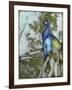 Peacock Reflections I-Jennifer Goldberger-Framed Art Print