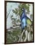 Peacock Reflections I-Jennifer Goldberger-Framed Art Print