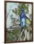 Peacock Reflections I-Jennifer Goldberger-Framed Art Print