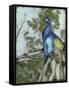 Peacock Reflections I-Jennifer Goldberger-Framed Stretched Canvas