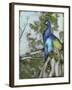 Peacock Reflections I-Jennifer Goldberger-Framed Art Print