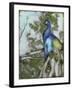 Peacock Reflections I-Jennifer Goldberger-Framed Art Print