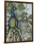 Peacock Reflections II-Jennifer Goldberger-Framed Art Print