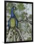 Peacock Reflections II-Jennifer Goldberger-Framed Art Print