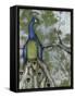 Peacock Reflections II-Jennifer Goldberger-Framed Stretched Canvas