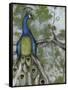 Peacock Reflections II-Jennifer Goldberger-Framed Stretched Canvas