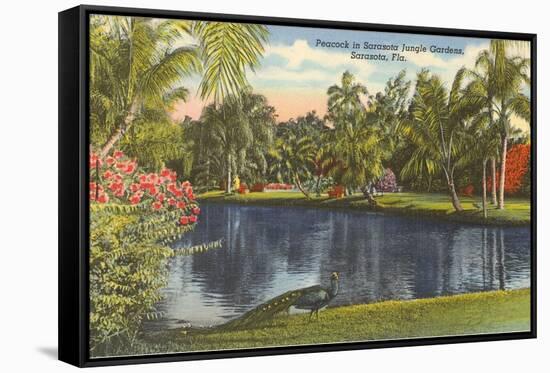 Peacock, Sarasota, Florida-null-Framed Stretched Canvas