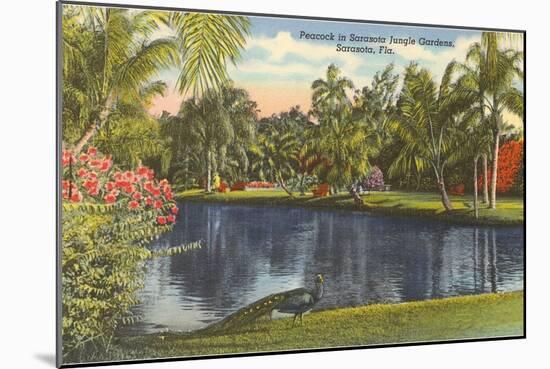 Peacock, Sarasota, Florida-null-Mounted Art Print