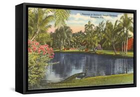 Peacock, Sarasota, Florida-null-Framed Stretched Canvas