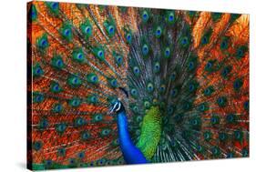 Peacock Showing Feathers on the Bright Red Background-Dudarev Mikhail-Stretched Canvas