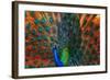 Peacock Showing Feathers on the Bright Red Background-Dudarev Mikhail-Framed Photographic Print