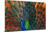 Peacock Showing Feathers on the Bright Red Background-Dudarev Mikhail-Mounted Photographic Print