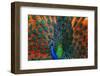 Peacock Showing Feathers on the Bright Red Background-Dudarev Mikhail-Framed Photographic Print