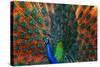 Peacock Showing Feathers on the Bright Red Background-Dudarev Mikhail-Stretched Canvas